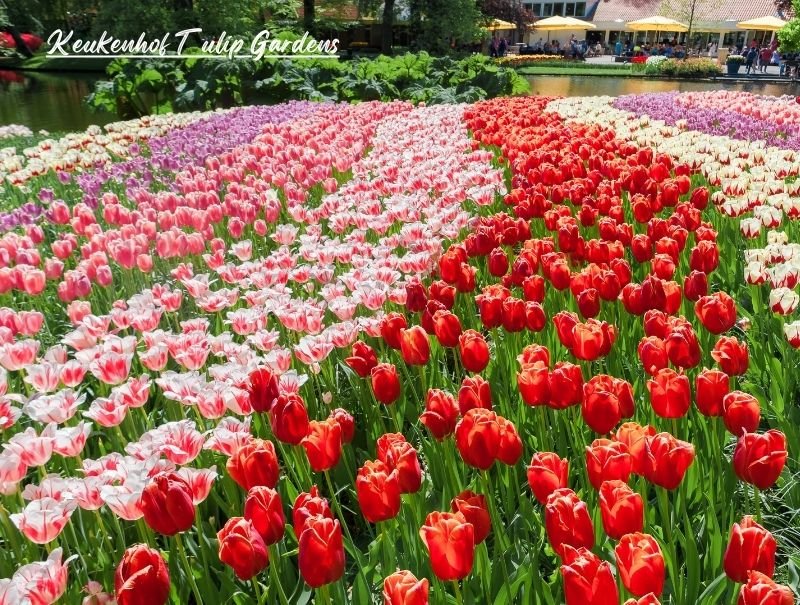 Image of Keukenhof Tulip Gardens