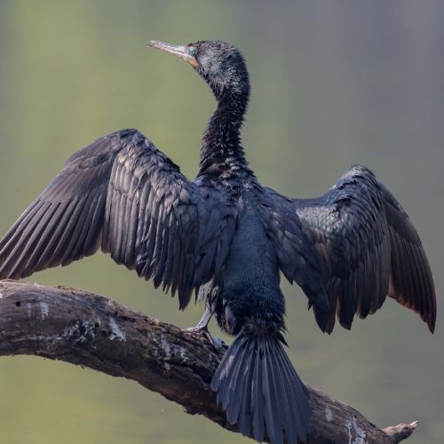 Image of Keoladeo National Park