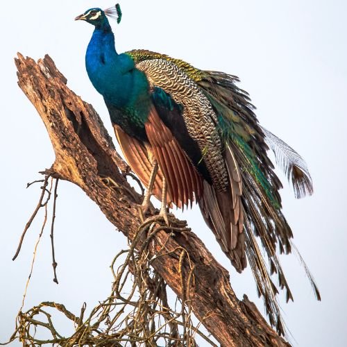 Image of Keoladeo National Park